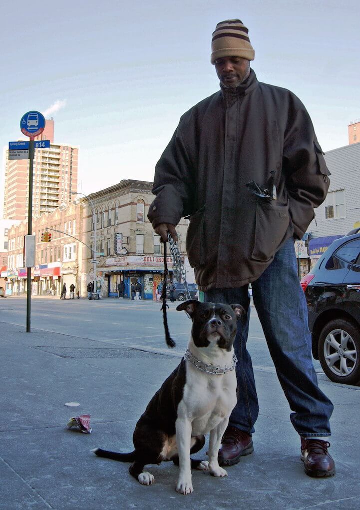 dogs of new york