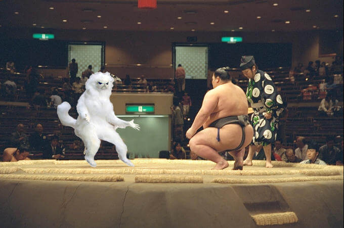 The Persian Cat Room Guardian in sumo ring