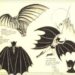 The Original Inspiration for Batman’s Cape