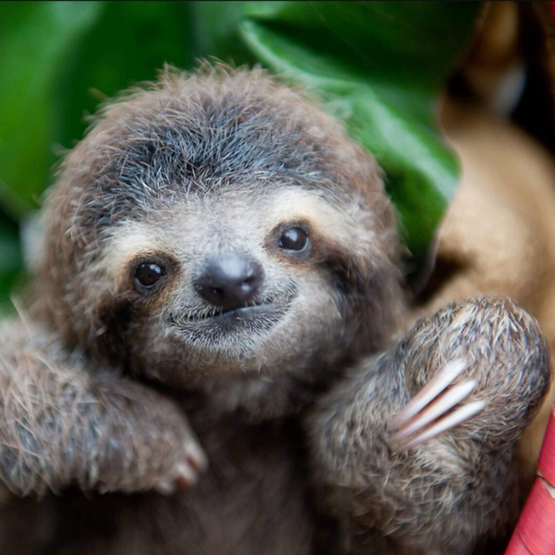 48 Cute Sloth Pictures That Will Make You Squeal with Delight!