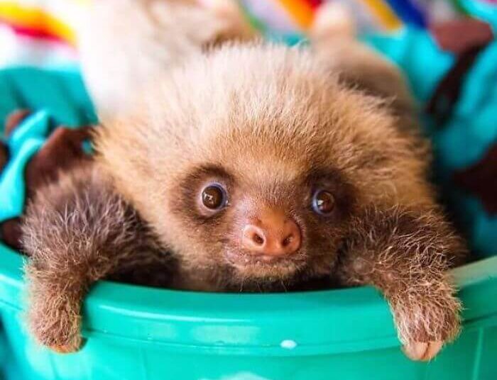 Cute Sloth Pictures