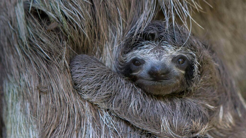 48 Cute Sloth Pictures That Will Make You Squeal with Delight!