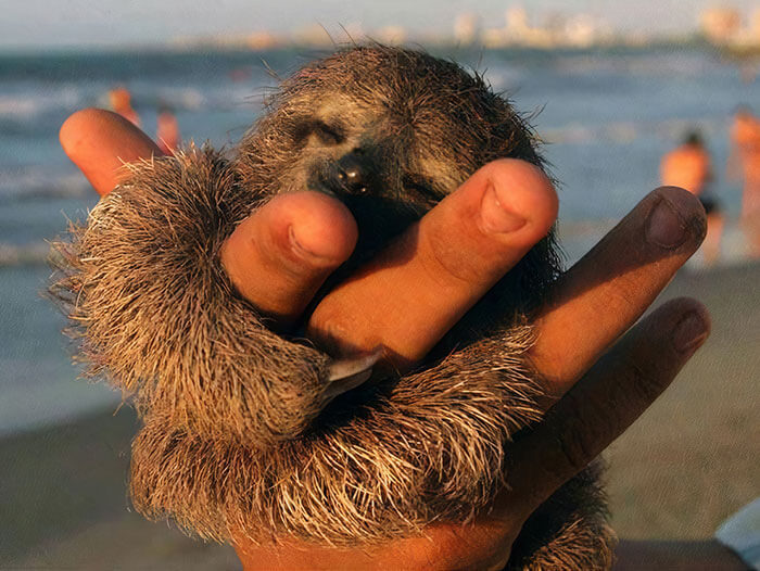 Cute Sloth Pictures