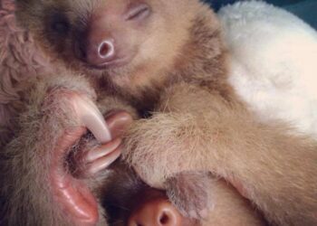 48 Cute Sloth Pictures That Will Make You Squeal with Delight!