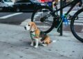 These 8 Places in New York are a Must-Visit for Pet Parents