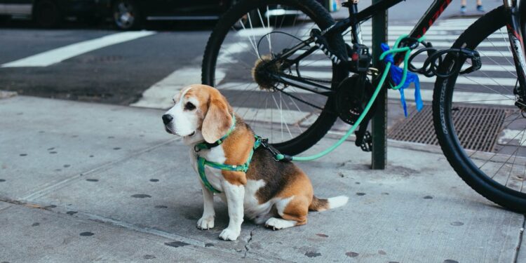 These 8 Places in New York are a Must-Visit for Pet Parents