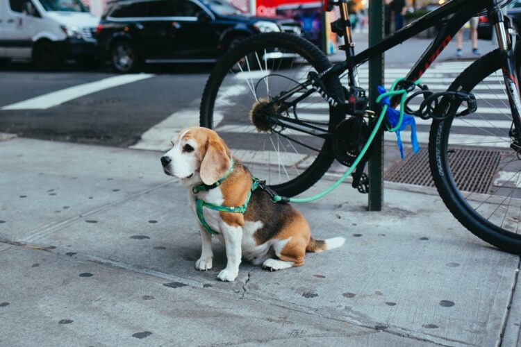 These 8 Places in New York are a Must-Visit for Pet Parents