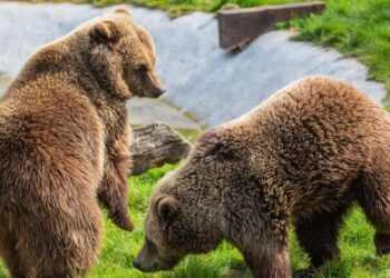 56 Bear Puns That Are Unbearably Funny