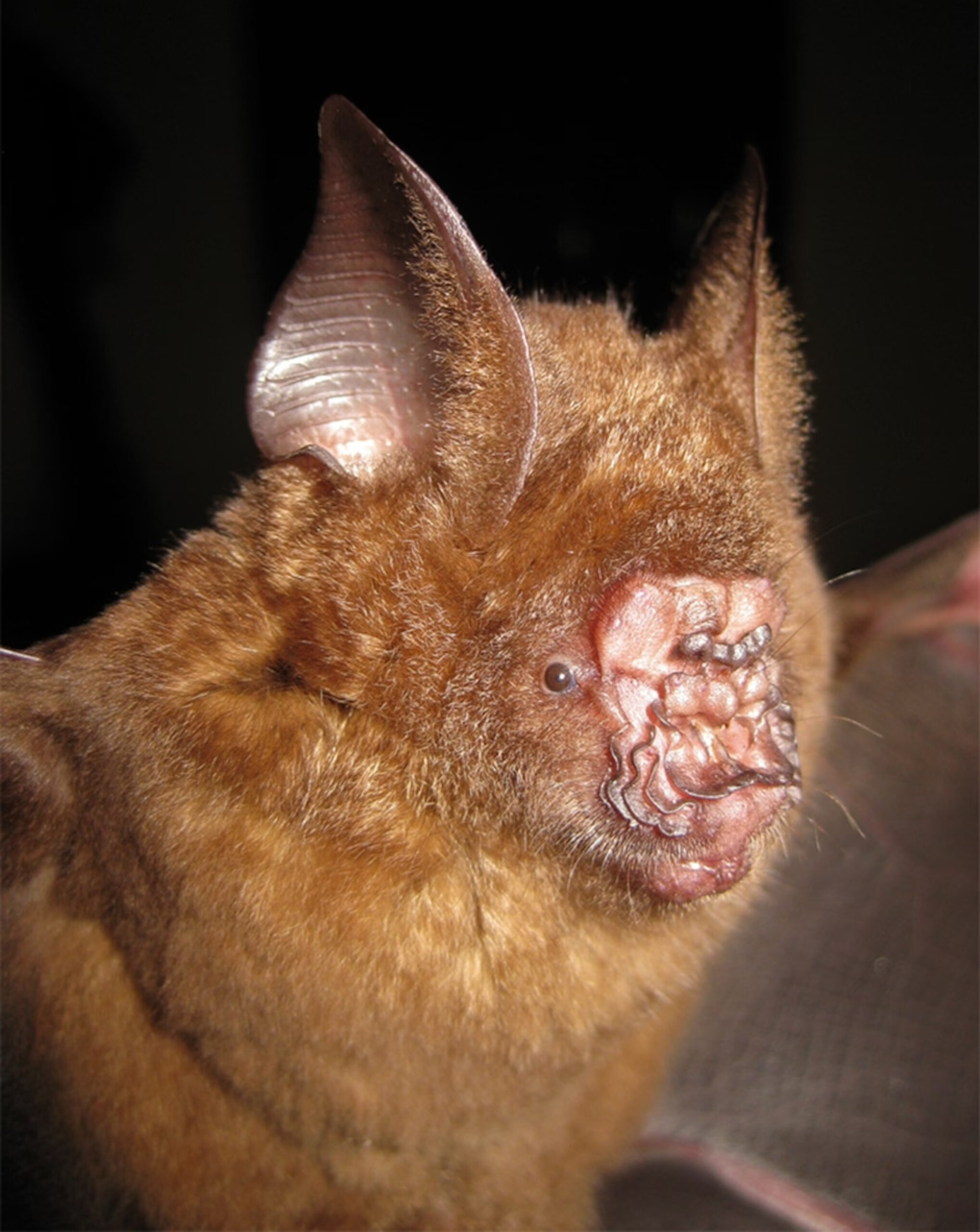 ugly bats