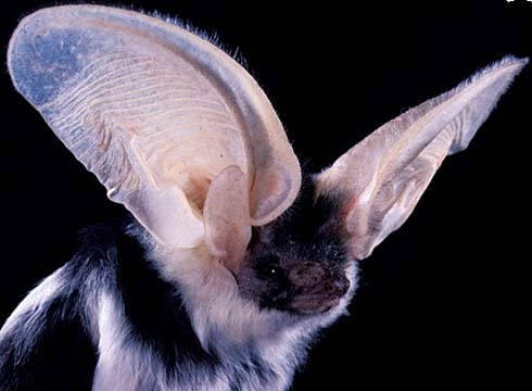 ugly bats