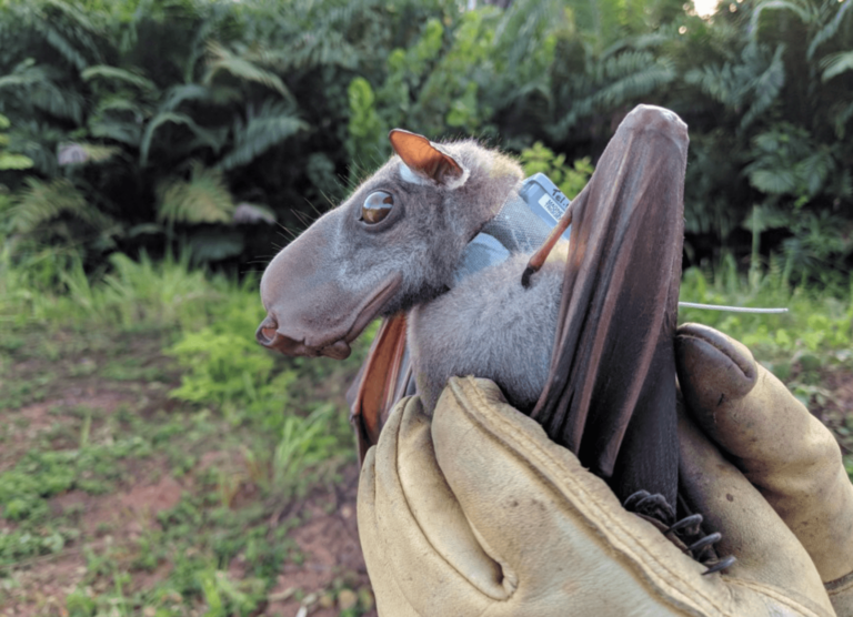 10 Ugly Bats You Won't Believe Are Real