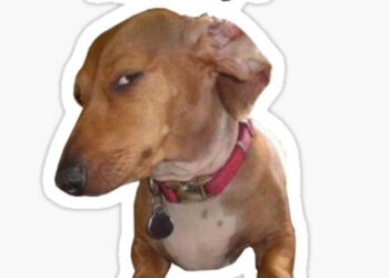 21 Dog Side Eye Meme That Will Make You Laugh