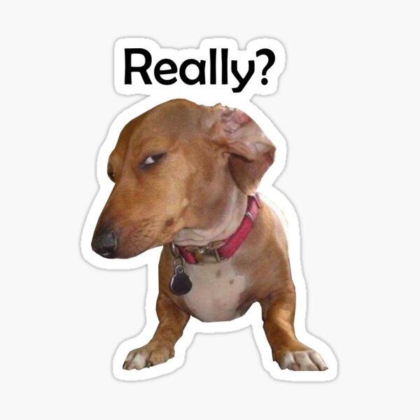 21 Dog Side Eye Meme That Will Make You Laugh