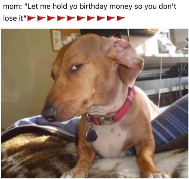 21 Dog Side Eye Meme That Will Make You Laugh