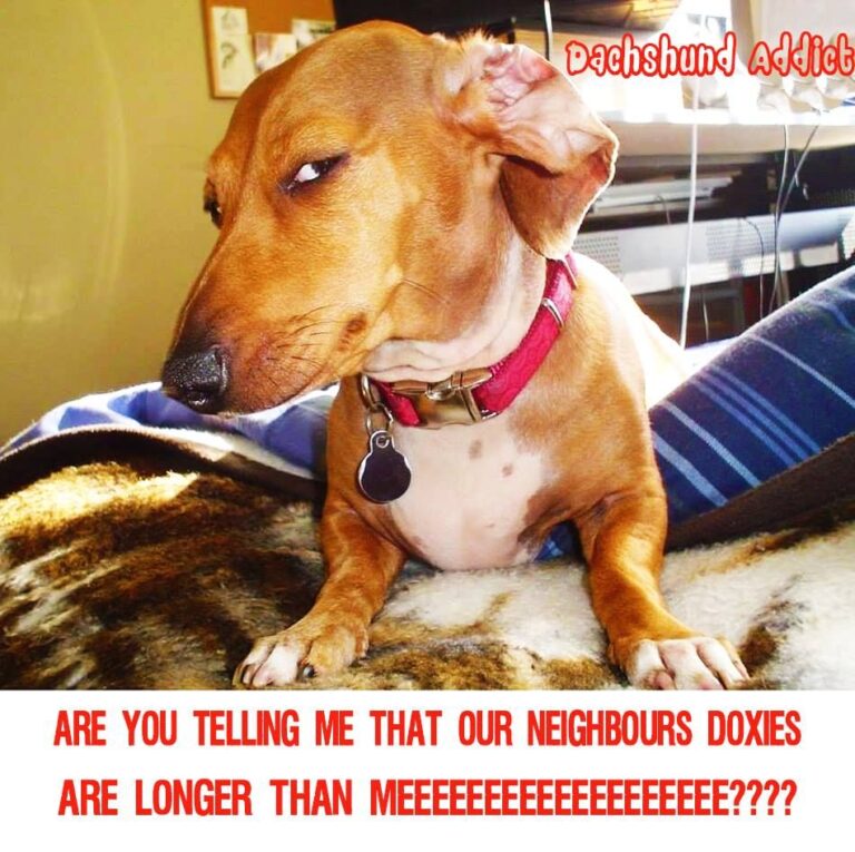 21 Dog Side Eye Meme That Will Make You Laugh