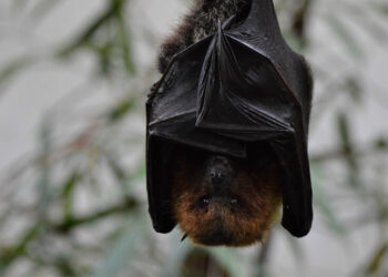 10 Ugly Bats You Won’t Believe Are Real