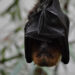 10 Ugly Bats You Won’t Believe Are Real