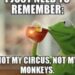 20 Not My Circus Not My Monkeys Meme Examples