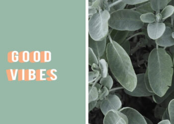 30 Sage Green Aesthetic Wallpaper Ideas You’ll Love