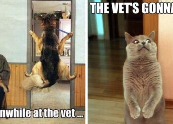 25 Funny Vet Memes That are Cuter then the Pets