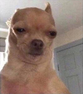 52 Funny Dog Faces That Will Make You Howl with Laughter