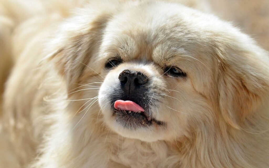 52 Funny Dog Faces That Will Make You Howl with Laughter