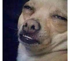 52 Funny Dog Faces That Will Make You Howl With Laughter