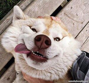 52 Funny Dog Faces That Will Make You Howl with Laughter