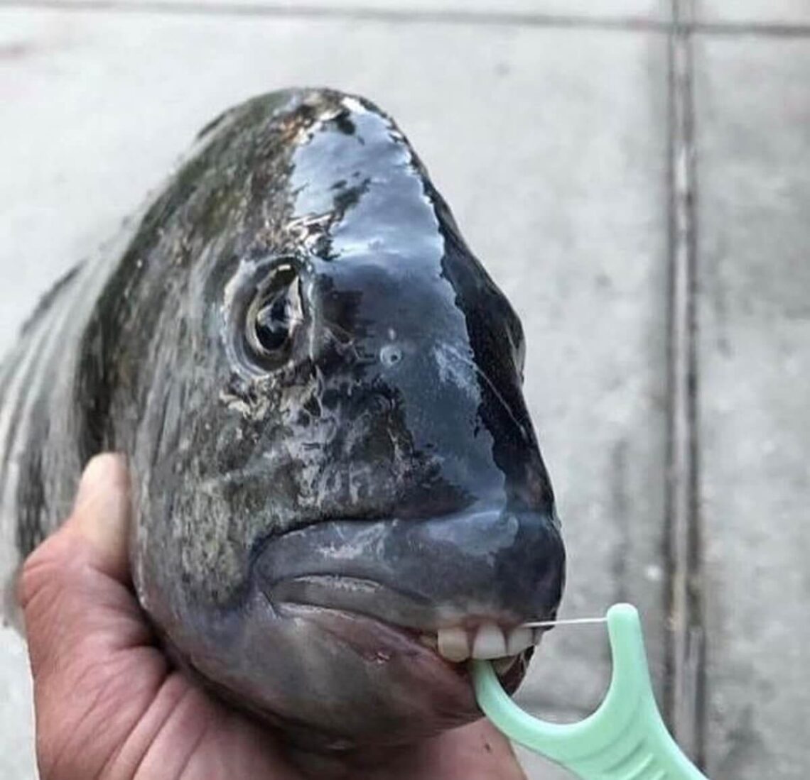 35 Funny Fish Pictures That'll Have You Bubbling with Laughter