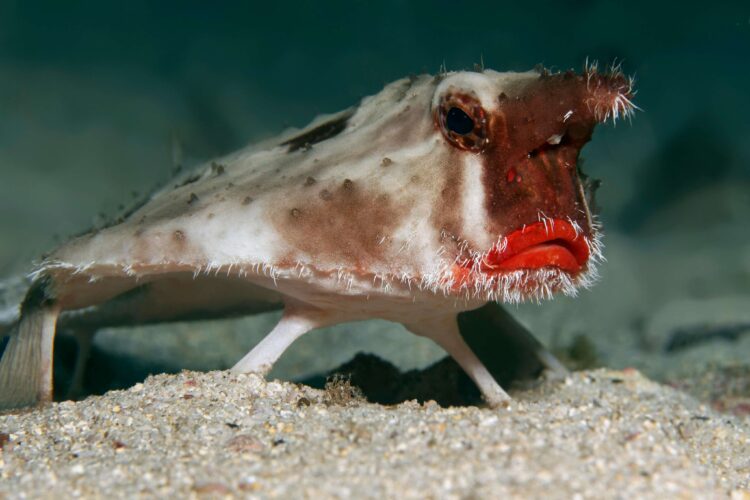 35 Funny Fish Pictures That ll Have You Bubbling With Laughter 35 Funny Fish Pictures That ll Have You Bubbling With Laughter