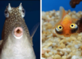 35 Funny Fish Pictures That’ll Have You Bubbling with Laughter
