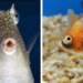 35 Funny Fish Pictures That’ll Have You Bubbling with Laughter