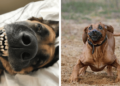 52 Funny Dog Faces That Will Make You Howl with Laughter