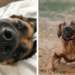 52 Funny Dog Faces That Will Make You Howl with Laughter