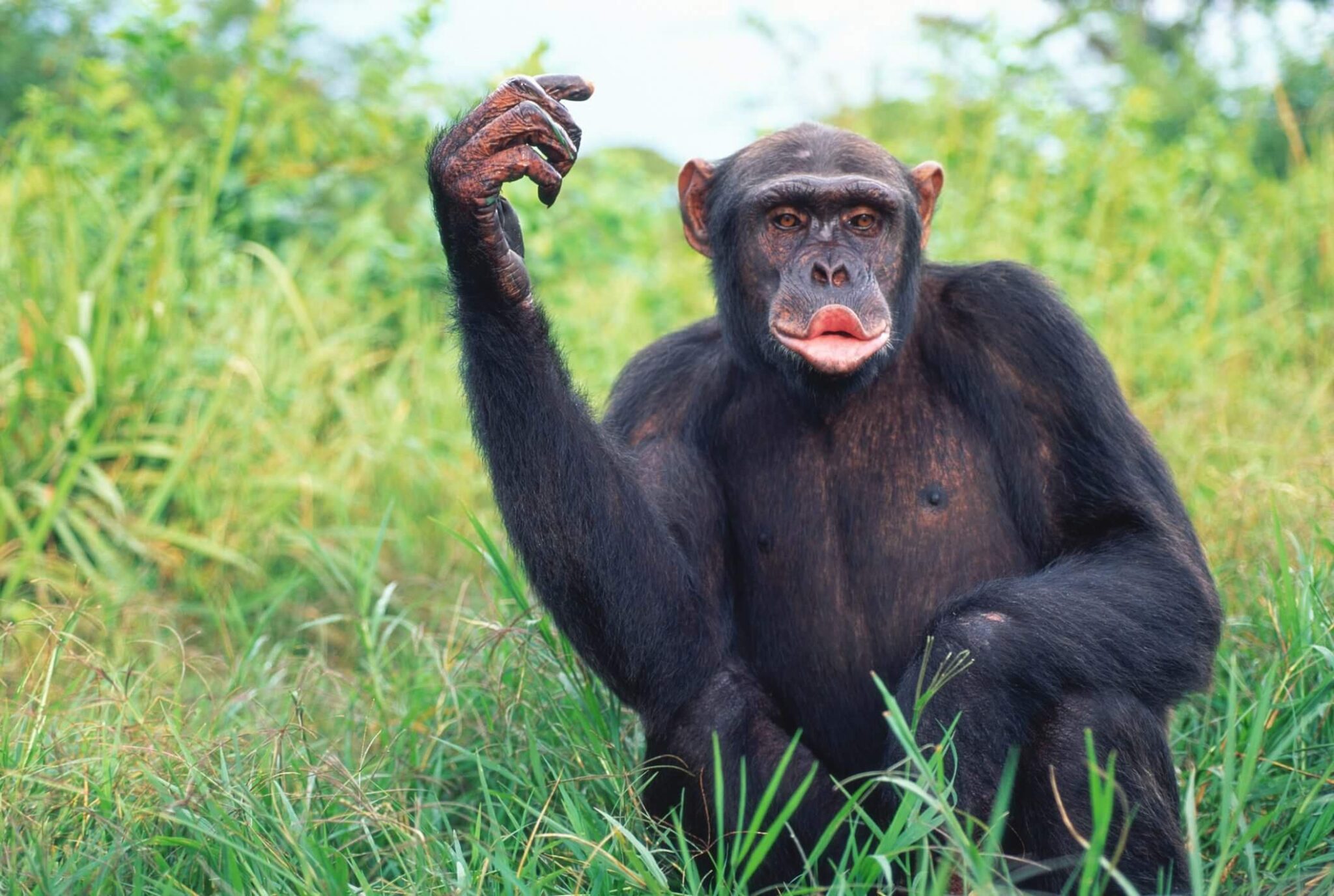 29 Funny Monkey Pictures That Will Make You Screech with Laughter