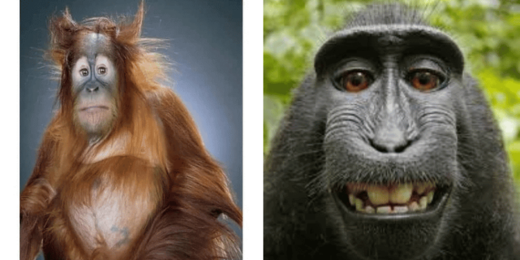 29 Funny Monkey Pictures That Will Make You Screech with Laughter