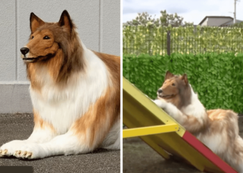 Man who spent $14,000 to ‘become a dog’ attempts agility course with surprising results