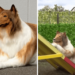Man who spent $14,000 to ‘become a dog’ attempts agility course with surprising results