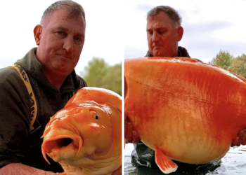 Giant Goldfish: A Splash of Unexpected Size