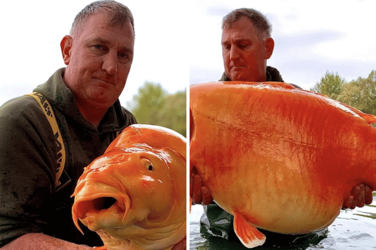 Giant Goldfish: A Splash of Unexpected Size