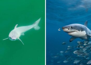 A Rare Sight: Newborn Great White Shark Spotted Off the Coast of California