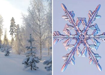 Biggest snowflake ever reported was the size of a large pizza