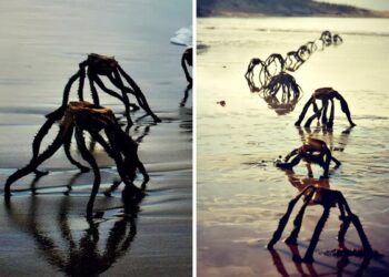 Beach Photo Ignites Alien Hysteria, But the Real Threat is Closer Than You Think