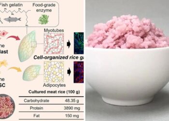 Rice is Nice, But This Lab-Made Meat Version Might Blow Your Mind and Stomach