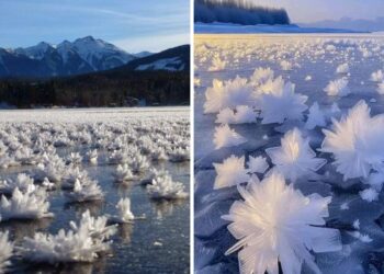 Secret Winter Wonderland: The Enchanting Ice Flowers You Never Knew Existed