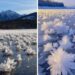 Secret Winter Wonderland: The Enchanting Ice Flowers You Never Knew Existed