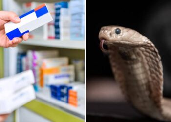 Universal Antivenom Could End Snakebite Nightmares Forever