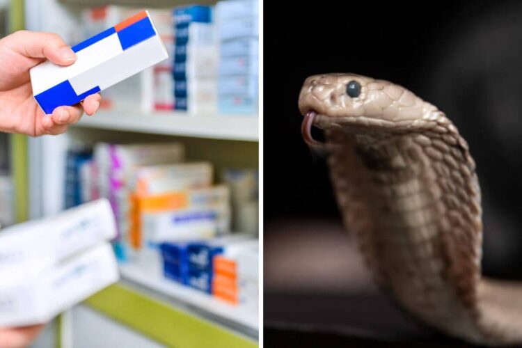 Universal Antivenom Could End Snakebite Nightmares Forever