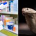 Universal Antivenom Could End Snakebite Nightmares Forever