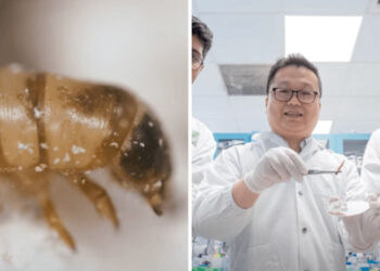 Plastic Pollution Solved? Singapore Scientists Say YES Thanks to This Plastic Eating Worm